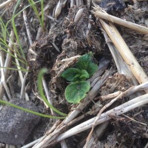 Straw and manure mulch on a living soil potato patch